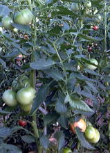男気トマト　収穫期