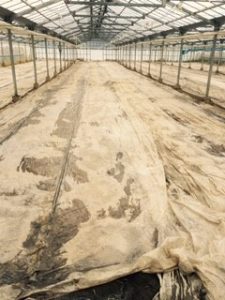 連作障害を予防するための土壌還元消毒