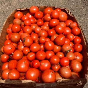 樹で赤くなるのを待って収穫された男気トマト