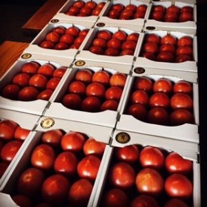 収穫後に綺麗に箱詰めされた男気トマト